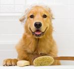Kleine en Grote Honden laten wassen - Service, Ophalen of Verzenden