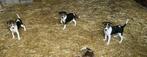 Boerenfox puppy’s, Dieren en Toebehoren, België, Fokker | Hobbymatig, 8 tot 15 weken, Meerdere