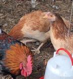 Trio Marans tarwe jonge leg kippen, Dieren en Toebehoren, Pluimvee, Kip