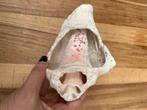 Conch schelp 16 cm x 11 cm, Verzamelen, Ophalen, Schelp(en)