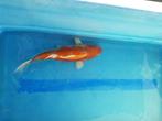 koi te koop (38cm), Dieren en Toebehoren, Vissen | Vijvervissen
