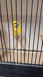 Timbrado ,Spaanse zangkanarie, Dieren en Toebehoren, Zangkanarie