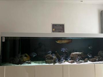 Aziatische Arowana - blue base  beschikbaar voor biedingen