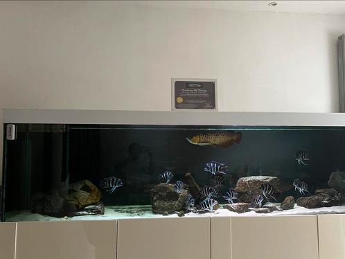 Aziatische Arowana - blue base, Dieren en Toebehoren, Vissen | Aquariumvissen, Vis