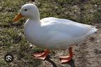 2 witte eenden, Dieren en Toebehoren, Pluimvee