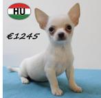 Chihuahua reutjes (crème en zwart) pups te koop, Dieren en Toebehoren, Honden | Chihuahua's en Gezelschapshonden, 15 weken tot 1 jaar
