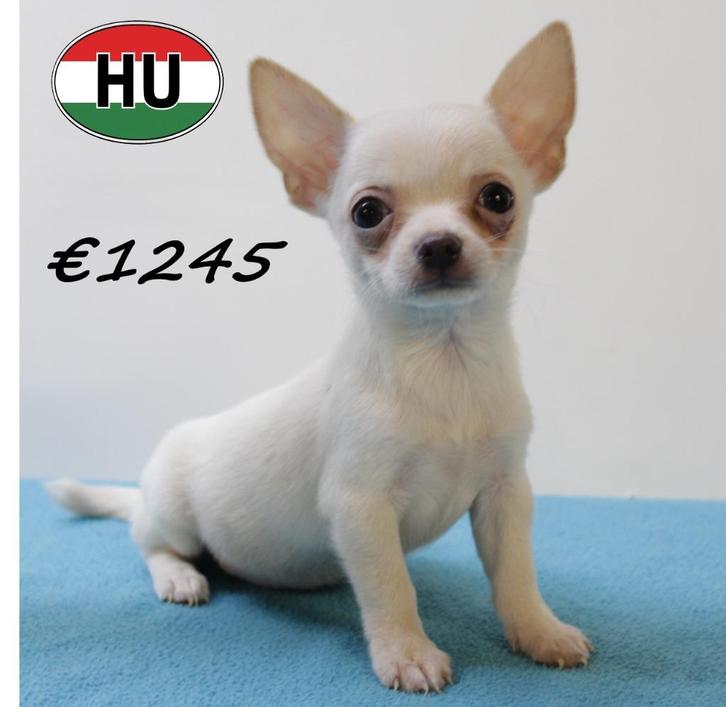 Chihuahua reutjes (crème en zwart) pups te koop, Dieren en Toebehoren, Honden | Chihuahua's en Gezelschapshonden, Reu, Chihuahua