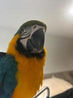 Ara, Dieren en Toebehoren, Vogels | Parkieten en Papegaaien, Geslacht onbekend, Papegaai, Pratend