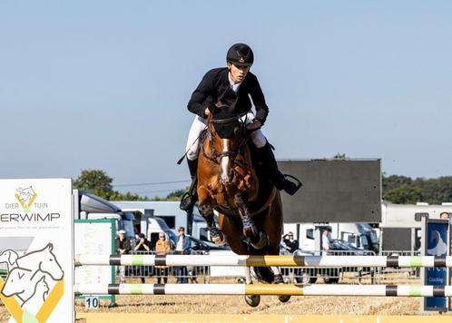 9 jarige zangersheide ruin, Animaux & Accessoires, Chevaux, Hongre, L, 165 à 170 cm, 7 à 10 ans, Cheval de saut, Avec pedigree