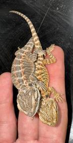 Pogona 2025, Dieren en Toebehoren, Hagedis, Met terrarium, 0 tot 2 jaar