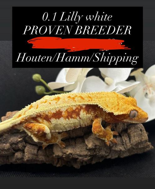 Verschillende wimpergekko’s, Dieren en Toebehoren, Reptielen en Amfibieën