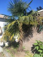 Mooi grote Palmboom 🌴, Palmier, Enlèvement ou Envoi, 100 à 250 cm