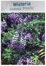 Prachtige BLAUWE REGEN "PROLIFIC", IN POT, 1 Meter : 18€/st., Ophalen of Verzenden, Zomer, Vaste plant, Klimplanten