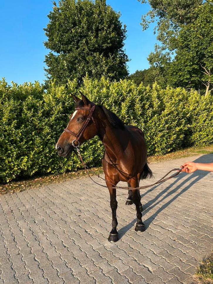 Brave 12-jarige Allround Merrie, Dieren en Toebehoren, Paarden, Merrie, Niet van toepassing, 165 tot 170 cm, 11 jaar of ouder