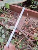 Poutre métallique  HEB 220 - 3m10, Doe-het-zelf en Bouw, Metalen, Ophalen, Nieuw, IJzer