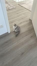 Schattige kitten zoekt nieuw thuis 🐾, Dieren en Toebehoren, Ophalen