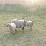 ooi met twee ooilammeren, Dieren en Toebehoren, Schapen, Geiten en Varkens