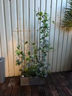 Kant-en-klaar haag - Hedera 180 cm in Elho planter, Halfschaduw, Overige soorten, 100 tot 250 cm, Ophalen