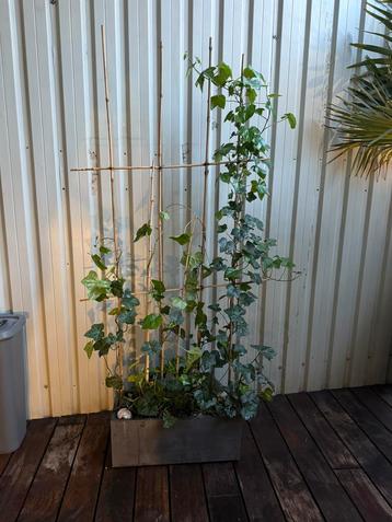 Kant-en-klaar haag - Hedera 180 cm in Elho planter beschikbaar voor biedingen