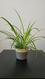 Spider Plant (spinnenplant), Ophalen, Overige soorten, Halfschaduw, Minder dan 100 cm