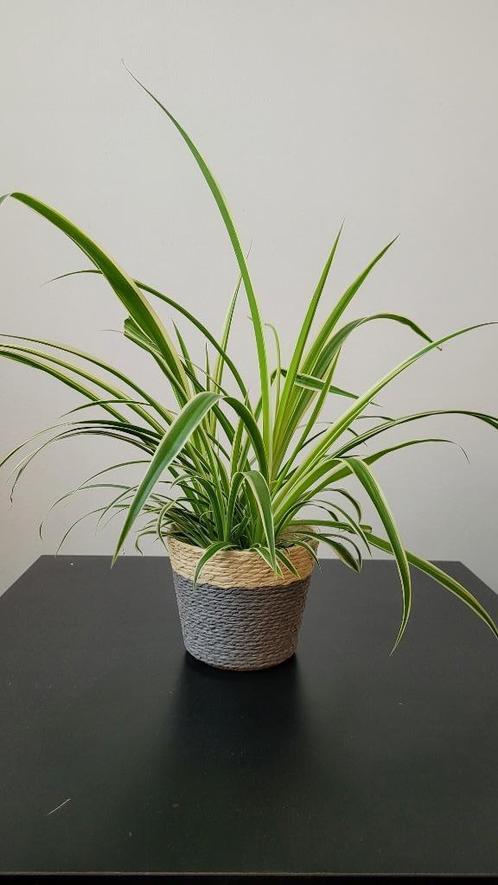 Spider Plant (spinnenplant), Huis en Inrichting, Kamerplanten, Overige soorten, Minder dan 100 cm, Groene kamerplant, Halfschaduw
