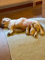 Pekinees pas geboren 3  witte pekineesjes en 2 van 6 maanden, Boeken, Dieren en Huisdieren, Ophalen of Verzenden