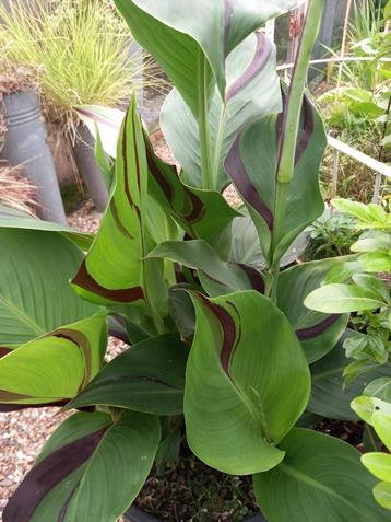 canna cleopatra in pot beschikbaar voor biedingen