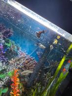 Baby guppys, Ophalen