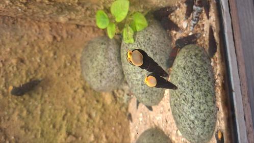 Tylomelania, zoetwaterslak uit sulawesi, Dieren en Toebehoren, Vissen | Aquariumvissen
