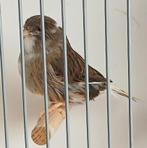 Glosters kanaries, Dieren en Toebehoren, Vogels | Kanaries