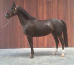 Ervaren fokmerrie en veulens - springpaarden Zangersheide, Dieren en Toebehoren, Paarden, Merrie, Springpaard, Gechipt, Niet van toepassing