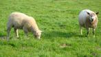schapen, Dieren en Toebehoren, Schapen, Geiten en Varkens, Mannelijk, Schaap