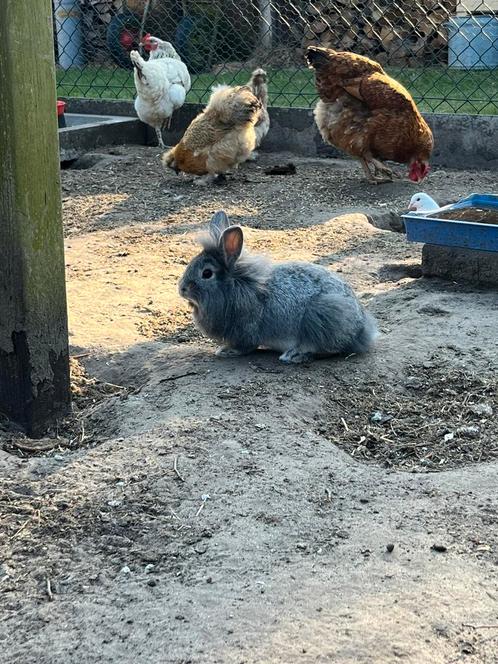 Konijntjes, Dieren en Toebehoren, Konijnen, Klein, Vrouwelijk, 0 tot 2 jaar, Hangoor