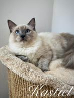 Schitterende Ragdoll kittens klaar voor een liefdevol thuis, Dieren en Toebehoren, Kater, Gechipt, 0 tot 2 jaar