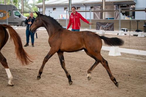 Canturano x Indoctro, Animaux & Accessoires, Chevaux