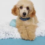 "Enzo" Abrikoos kleurige Dwergpoedel - te koop, Poedel, 15 weken tot 1 jaar, Buitenland, CDV (hondenziekte)