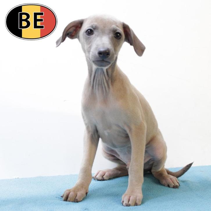 Elegante Italiaanse Windhond pups te koop (Belgisch), Dieren en Toebehoren, Honden | Windhonden, Meerdere dieren, Overige rassen