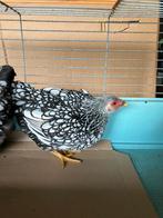 Wyandotte kriel hennen 25€ per stuk, Dieren en Toebehoren, Pluimvee