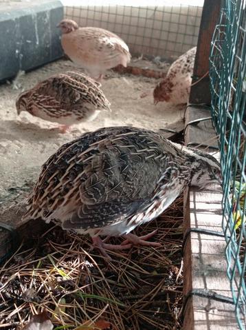 Japanse Kwartel Haan beschikbaar voor biedingen