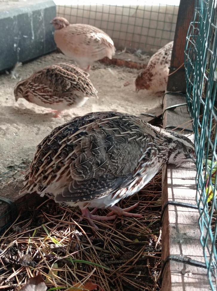 Japanse Kwartel Haan, Dieren en Toebehoren, Pluimvee