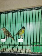 sijs wildkleur tt kwaliteit, Dieren en Toebehoren, Vogels | Overige Vogels