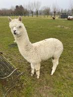 prachtige jonge alpaca hengst van 1,5 jaar kleur wit, Dieren en Toebehoren, Mannelijk