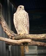 Roofvogels, havik, valken beschikbaar, Dieren en Toebehoren, Meerdere dieren, Roofvogel, Geringd