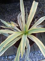 yucca bright star, Tuin en Terras, Planten | Tuinplanten, Ophalen