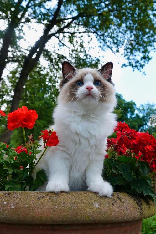 Super lieve mooie raszuivere bi-color ragdoll kitten !!!, Dieren en Toebehoren, Katten en Kittens | Raskatten | Langhaar, Kater