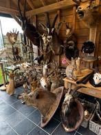 Top stukken te koop jacht trofeeën opgezette taxidermie, Antiek en Kunst, Ophalen of Verzenden