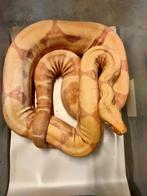 Boa constrictor Sunglow Kahl femelle, Slang, 11 jaar of ouder