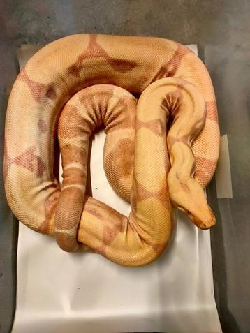 Boa constrictor Sunglow Kahl femelle beschikbaar voor biedingen