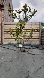 magnolia grandiflora, Tuin en Terras, Planten | Bomen, Ophalen
