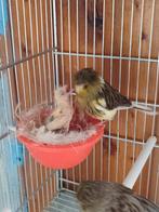 Cage canari, Dieren en Toebehoren, Vogels | Kanaries